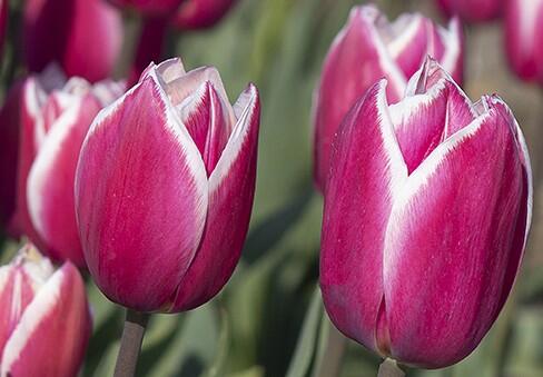 Tulipán Triumph 'Crossover' - Tulipa Triumph 'Crossover'