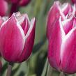 Tulipán Triumph 'Crossover' - Tulipa Triumph 'Crossover'