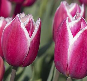 Tulipán Triumph 'Crossover' - Tulipa Triumph 'Crossover'