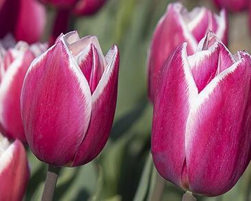 Tulipán Triumph 'Crossover'