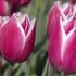 Tulipa Triumph 'Crossover'.jpg