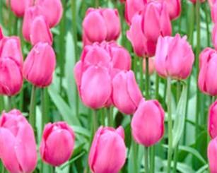 Tulipán Triumph 'Don Quichotte' - Tulipa Triumph 'Don Quichotte'