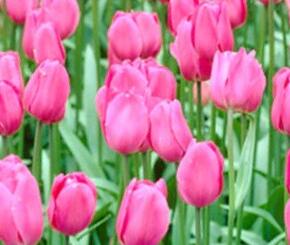 Tulipán Triumph 'Don Quichotte'