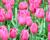 Tulipán Triumph 'Don Quichotte'