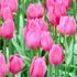 Tulipa Triumph 'Don Quichotte'.jpg