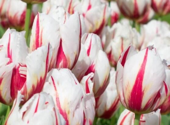 Tulipán Triumph 'Happy Generation' - Tulipa Triumph 'Happy Generation'