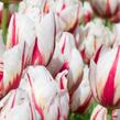 Tulipán Triumph 'Happy Generation' - Tulipa Triumph 'Happy Generation'