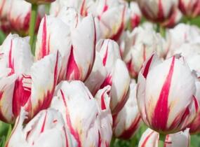 Tulipán Triumph 'Happy Generation' - Tulipa Triumph 'Happy Generation'