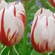 Tulipán Triumph 'Happy Generation' - Tulipa Triumph 'Happy Generation'