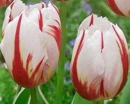 Tulipán Triumph 'Happy Generation'
