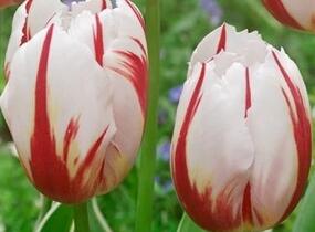 Tulipán Triumph 'Happy Generation' - Tulipa Triumph 'Happy Generation'