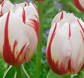Tulipán Triumph 'Happy Generation' - Tulipa Triumph 'Happy Generation'