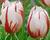 Tulipán Triumph 'Happy Generation'