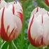 Tulipa Triumph 'Happy Generation'.jpg