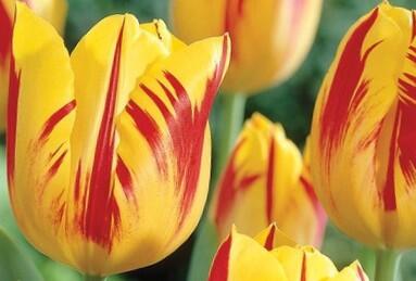 Tulipán Triumph 'Washington' - Tulipa Triumph 'Washington'