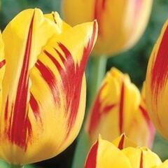 Tulipán Triumph 'Washington' - Tulipa Triumph 'Washington'