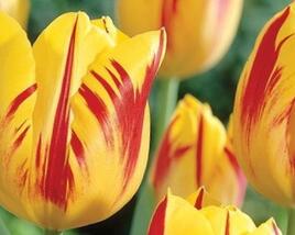 Tulipán Triumph 'Washington'