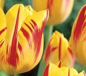 Tulipán Triumph 'Washington' - Tulipa Triumph 'Washington'
