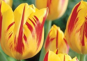 Tulipán Triumph 'Washington'