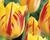 Tulipán Triumph 'Washington'