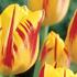 Tulipa Triumph 'Washington'.jpg