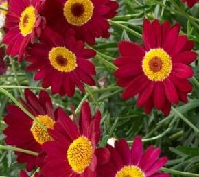 Kopretina pařížská 'Aramis Classic Red'