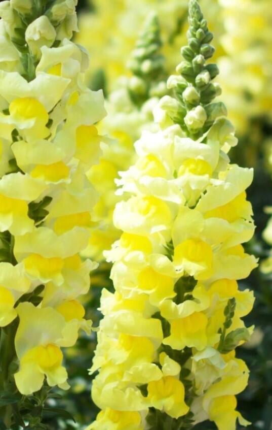 Hledík větší 'Dazzling Lips Lemon' - Antirrhinum majus 'Dazzling Lips Lemon'