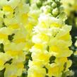Hledík větší 'Dazzling Lips Lemon' - Antirrhinum majus 'Dazzling Lips Lemon'