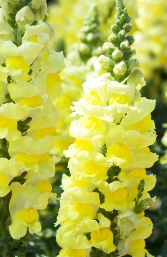 Hledík větší 'Dazzling Lips Lemon' - Antirrhinum majus 'Dazzling Lips Lemon'