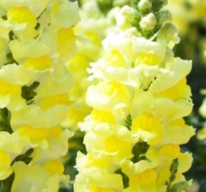 Hledík větší 'Dazzling Lips Lemon'