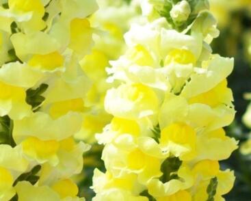 Hledík větší 'Dazzling Lips Lemon'