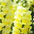 Antirrhinum majus 'Dazzling Lips Lemon'.jpg