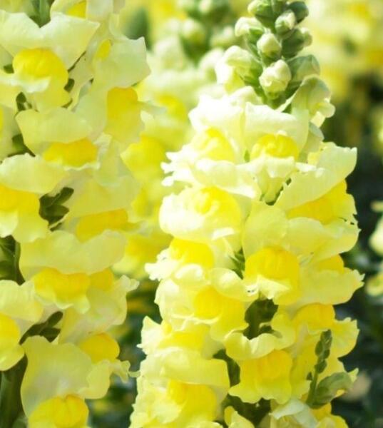 Hledík větší 'Dazzling Lips Lemon' - Antirrhinum majus 'Dazzling Lips Lemon'