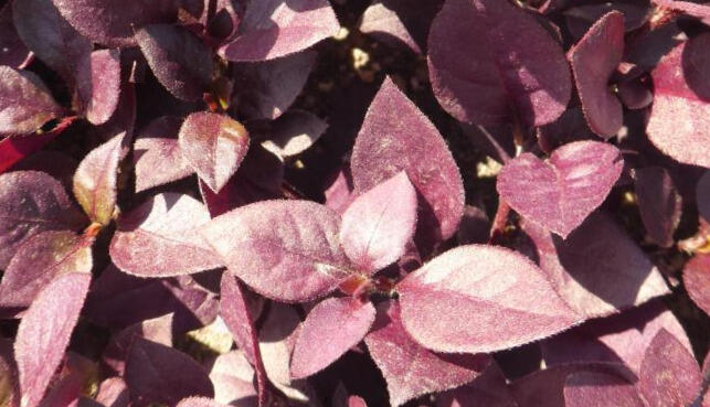 Plevuňka 'Madiba' - Alternanthera x brasiliana 'Madiba'