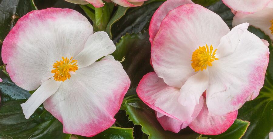 Begónia 'Tophat Rose Bicolor' - Begonia hybrida 'Tophat Rose Bicolor'