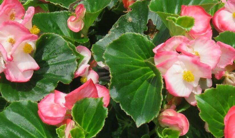 Begónia 'Tophat Rose Bicolor' - Begonia hybrida 'Tophat Rose Bicolor'