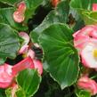 Begónia 'Tophat Rose Bicolor' - Begonia hybrida 'Tophat Rose Bicolor'