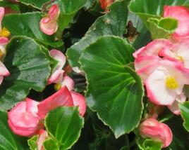 Begónia 'Tophat Rose Bicolor'