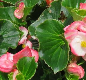 Begónia 'Tophat Rose Bicolor'