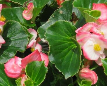 Begónia 'Tophat Rose Bicolor'