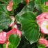 Begonia hybrida 'Tophat Rose Bicolor'_1.jpg
