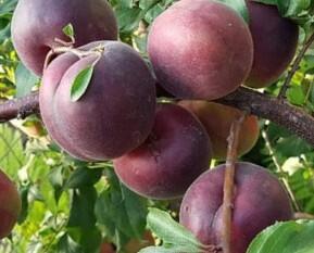 Švestkomeruňka středně raná 'Kubanskij Chernyi' - Prunus 'Kubanskij Chernyi'