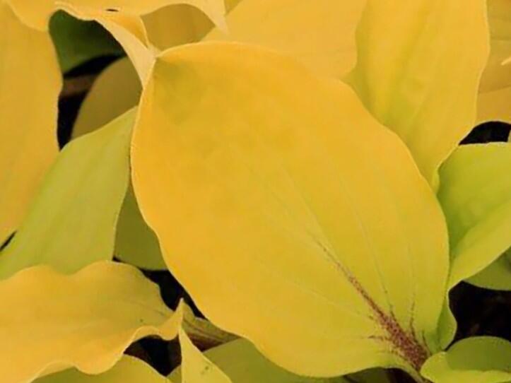 Bohyška 'Fire Island' - Hosta 'Fire Island'