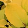 Bohyška 'Fire Island' - Hosta 'Fire Island'