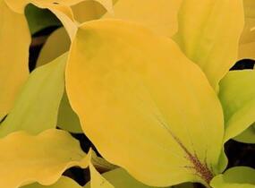Bohyška 'Fire Island' - Hosta 'Fire Island'