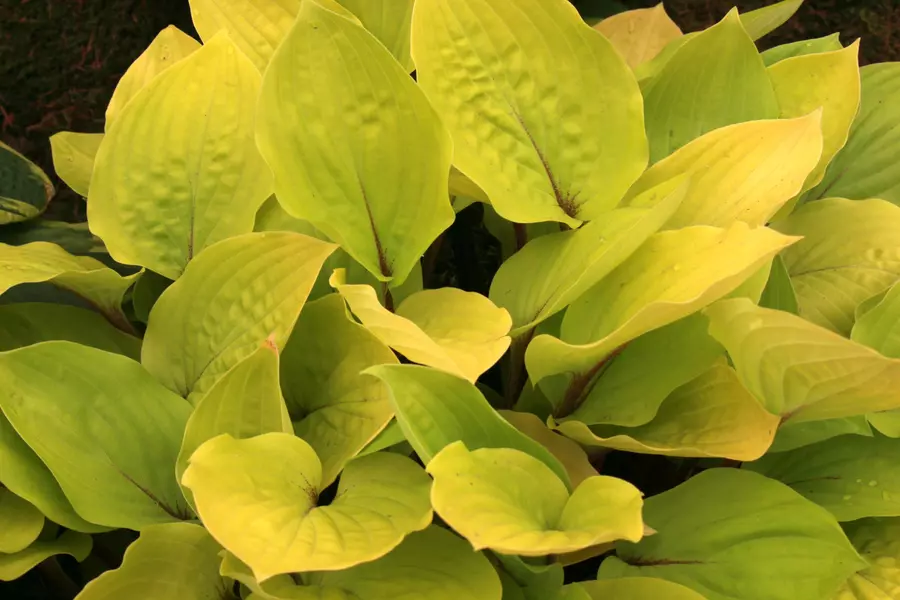 Bohyška 'Fire Island' - Hosta 'Fire Island'