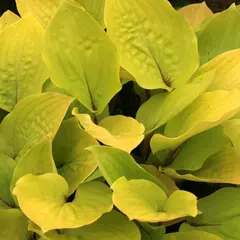 Bohyška 'Fire Island' - Hosta 'Fire Island'