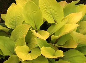 Bohyška 'Fire Island' - Hosta 'Fire Island'