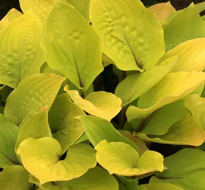 Bohyška 'Fire Island' - Hosta 'Fire Island'