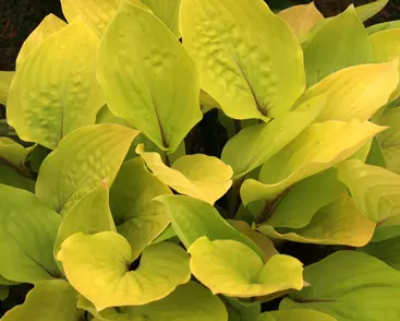 Bohyška 'Fire Island'